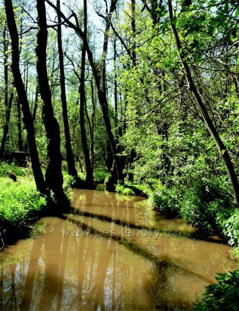 Mokřady na jaře
(Tiché údolí)
