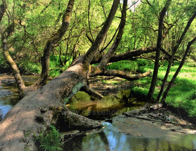 Mokřady na jaře
(Tiché údolí)