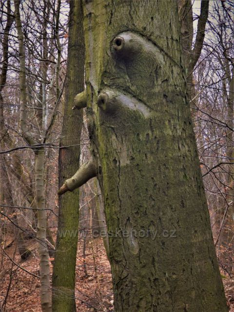 Podkrušnohorské bučiny
(Osek)