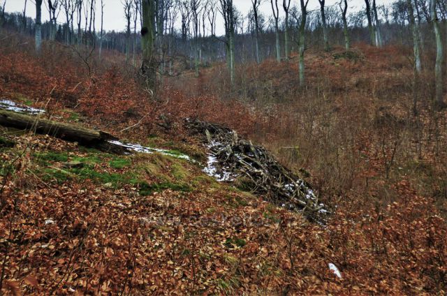 Podkrušnohorské bučiny
(Osek)