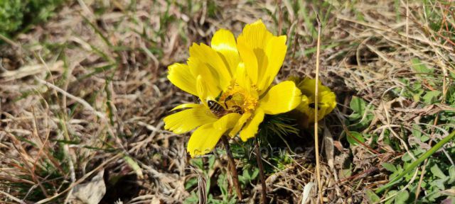 České středohoří, pro mne "srdeční záležitost" (pod Řípem)