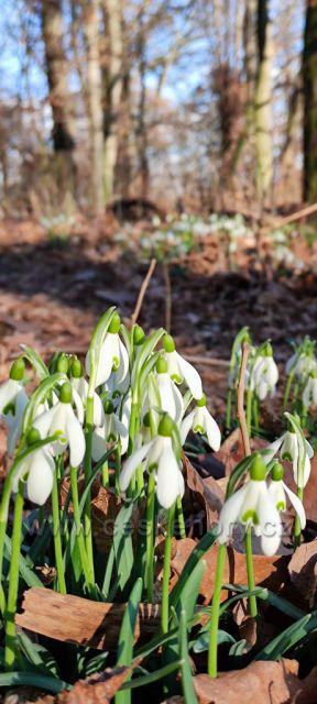 České středohoří (pod Řípem)