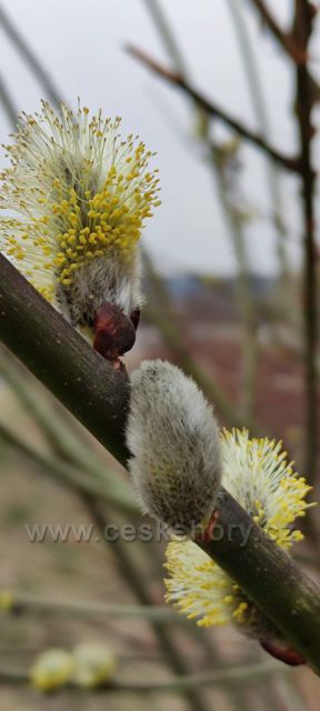 České středohoří