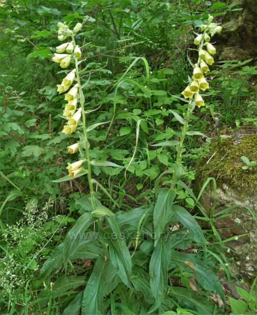 Flora na Bořni
(náprstník žlutý)