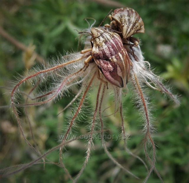 Kněžice na konikleci
(Bílina - Bořeň)