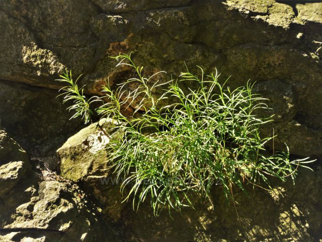 Putování mezi znělcovými kameny
(Bořeň)