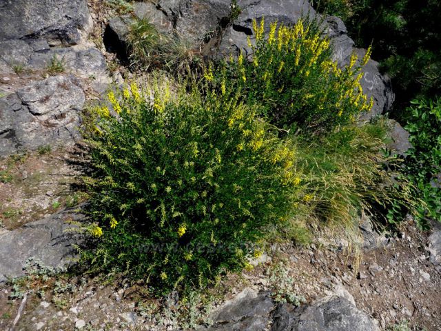 Putování mezi znělcovými kameny
(Bořeň)