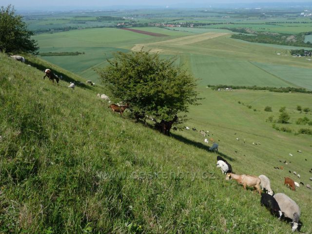 Stáda ovcí a koz pod vrcholem Rané