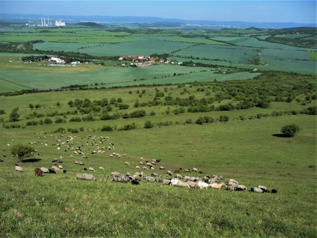 Stáda ovcí a koz pod vrcholem Rané
