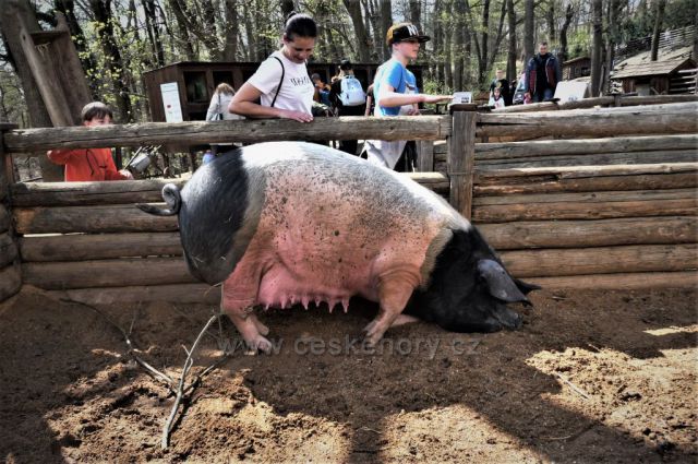 Velikonoce v plzeňské ZOO