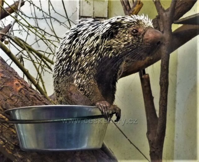 Velikonoce v plzeňské ZOO