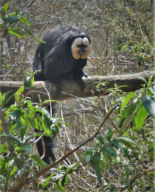 Velikonoce v plzeňské ZOO