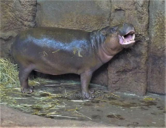 Velikonoce v plzeňské ZOO