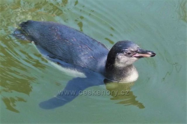 Velikonoce v plzeňské ZOO