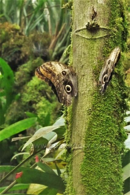 Botanická zahrada, skleník Fata Morgana