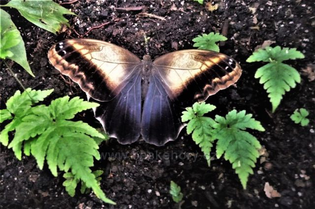 Botanická zahrada, skleník Fata Morgana
