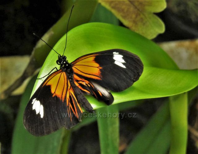 Botanická zahrada, skleník Fata Morgana