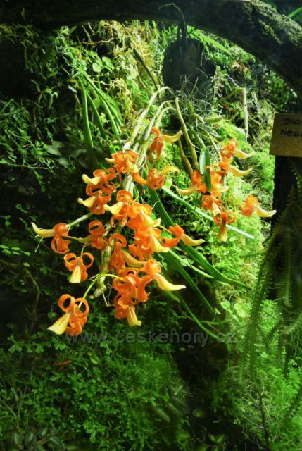 Botanická zahrada, skleník Fata Morgana