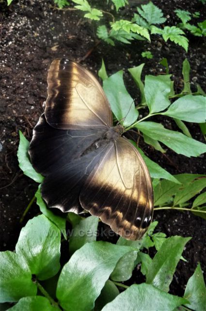 Botanická zahrada, skleník Fata Morgana