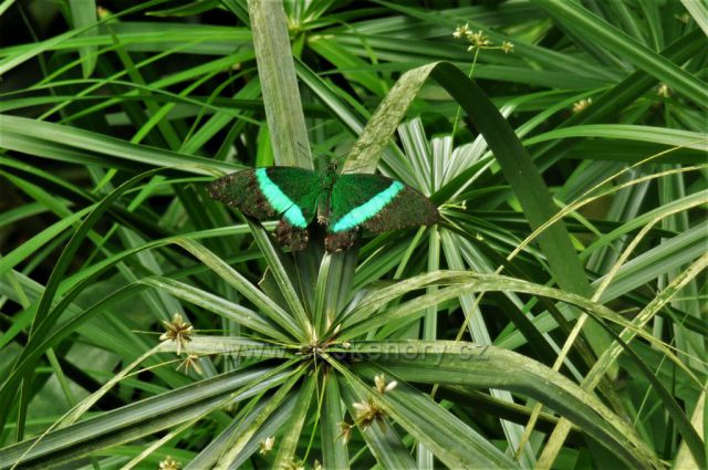 Botanická zahrada, skleník Fata Morgana