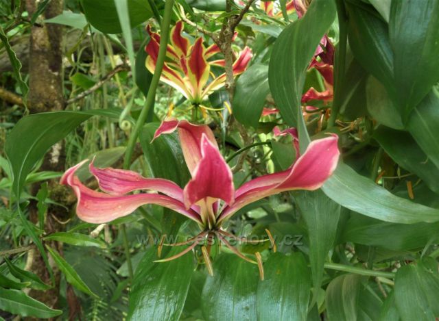 Botanická zahrada, skleník Fata Morgana