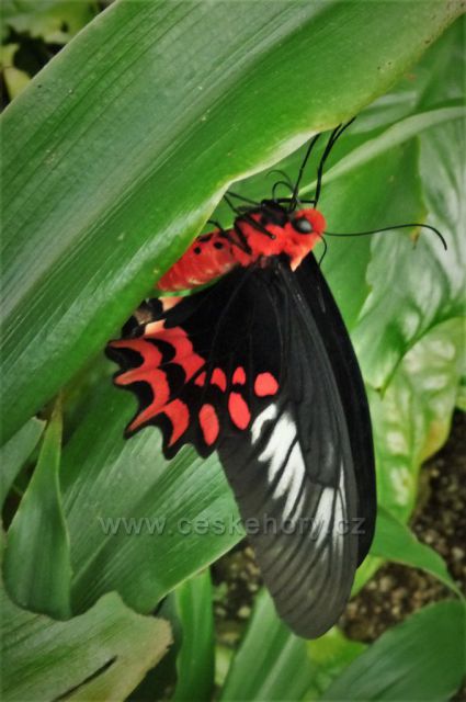 Botanická zahrada, skleník Fata Morgana