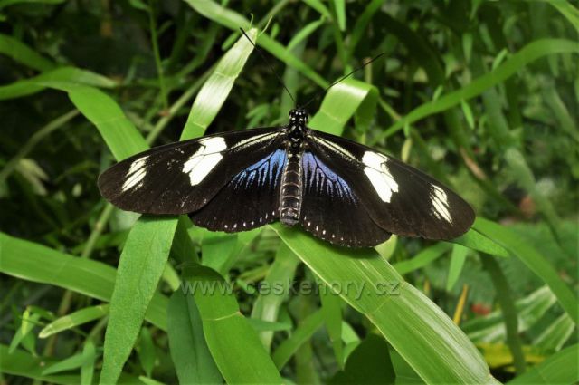 Botanická zahrada, skleník Fata Morgana