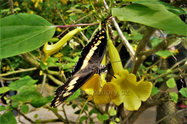 Botanická zahrada, skleník Fata Morgana