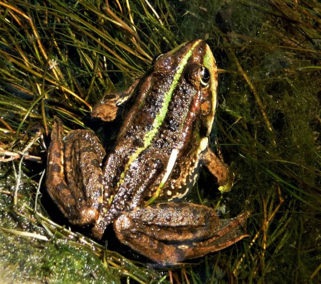 Skokan skřehotá nad řekou Bílinou