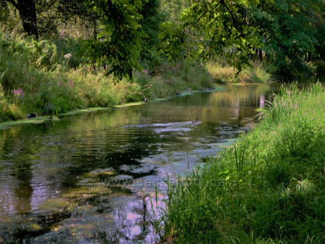 Jarní řeka Bílina
