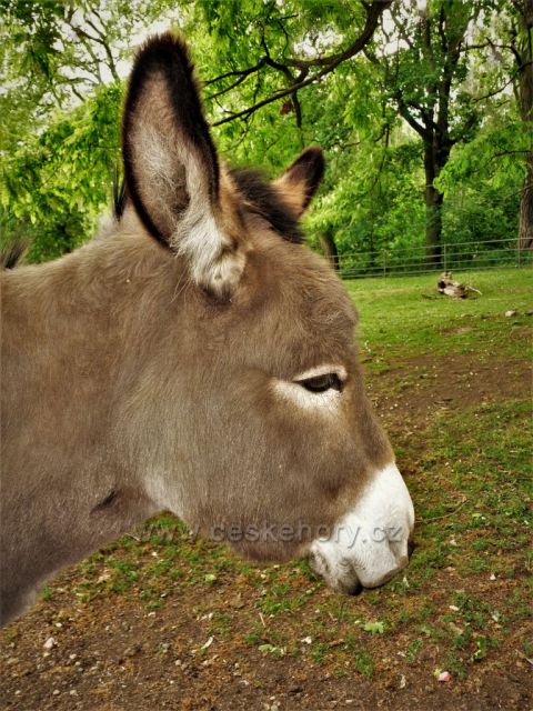 Jarní toulky po Krušnohorském zooparku