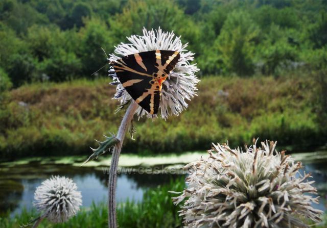 Podél toku řeky Bíliny