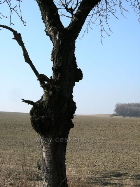 strom v očekávání jara