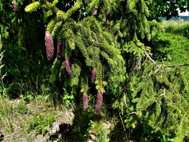 Na vrcholu Hřebínku