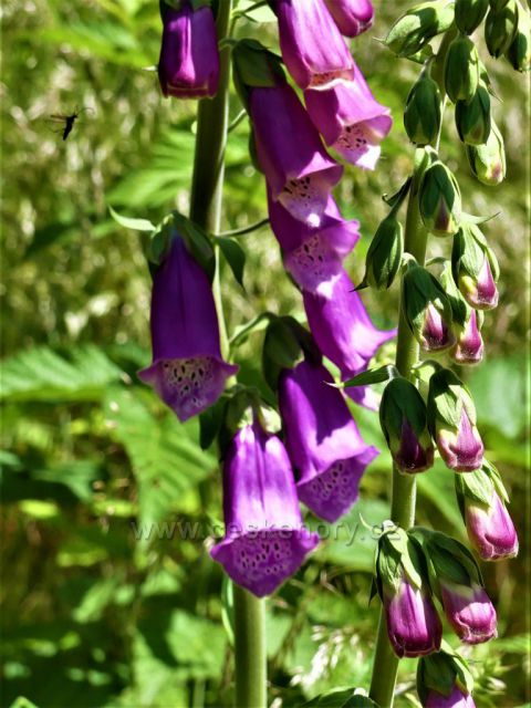 Náprstník lékařský