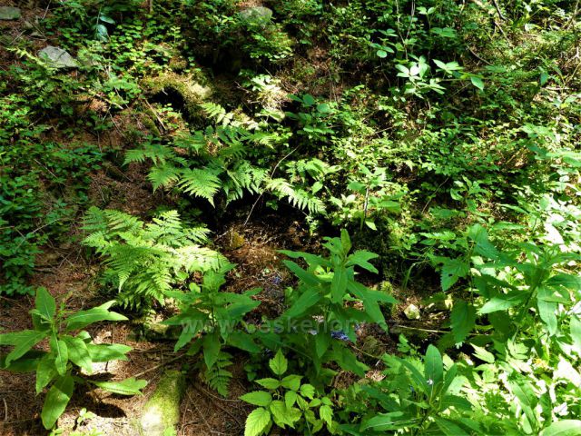 Studánka pod vrstevnicovou cestou na úbočí Čečoly