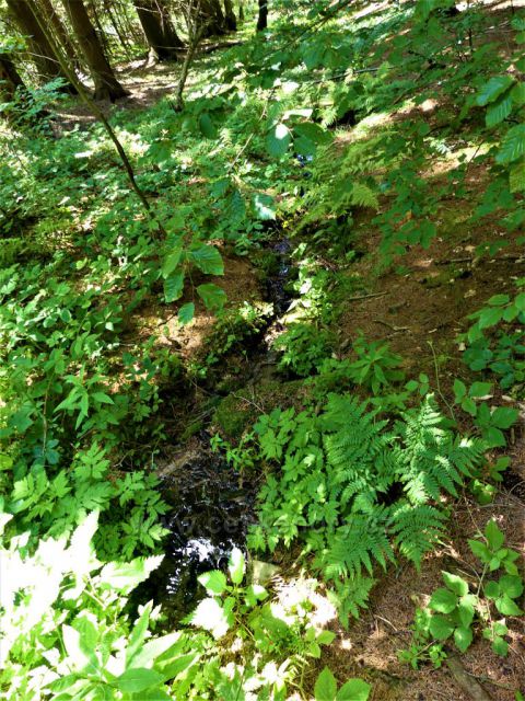 Studánka pod vrstevnicovou cestou na úbočí Čečoly