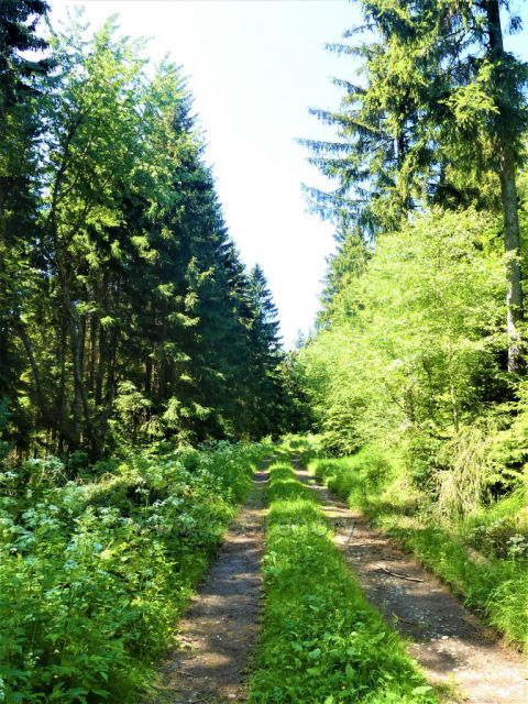 Vrstevnicová cesta po úbočí Čečoly