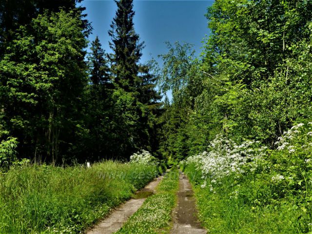 Vrstevnicová cesta po úbočí Čečoly