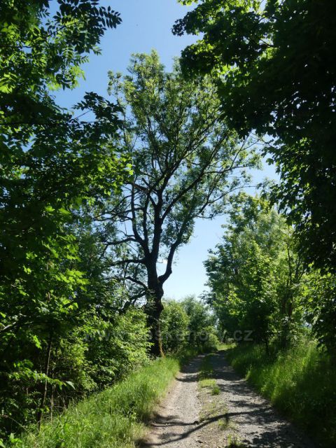 Cestu do Písařova řídce lemují staré jasany