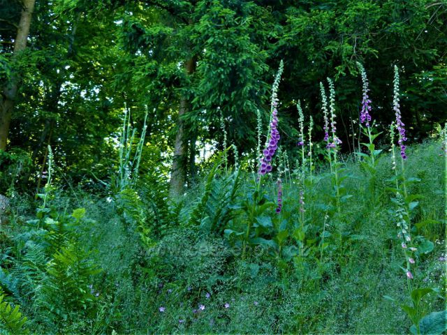 Náprstník na okraji remízku nad Písařovem