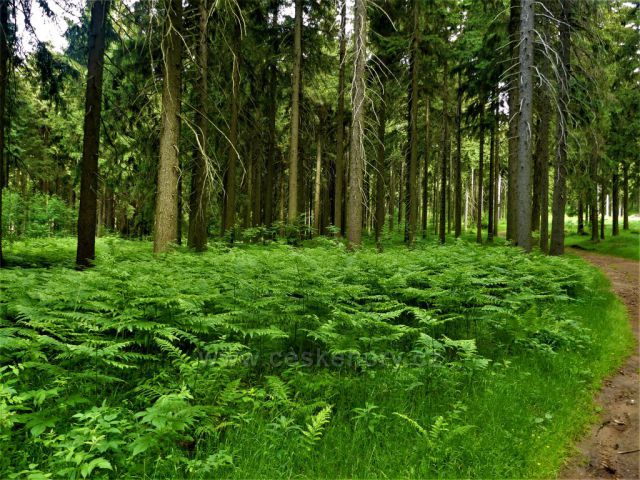 Porost kapradin v yedle Hvězda