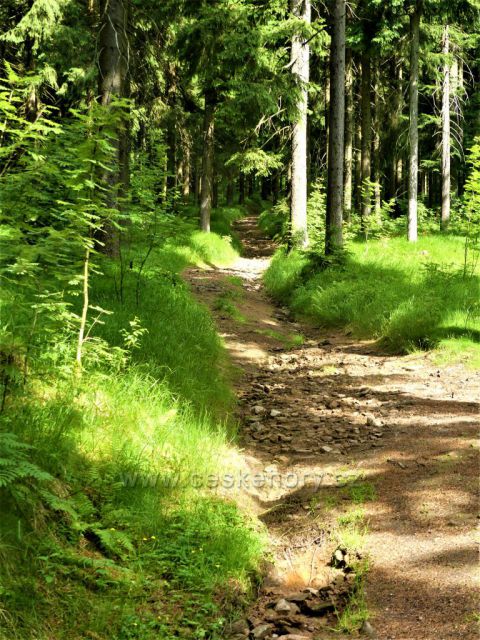 Cesta k vrcholu Suchého vrchu