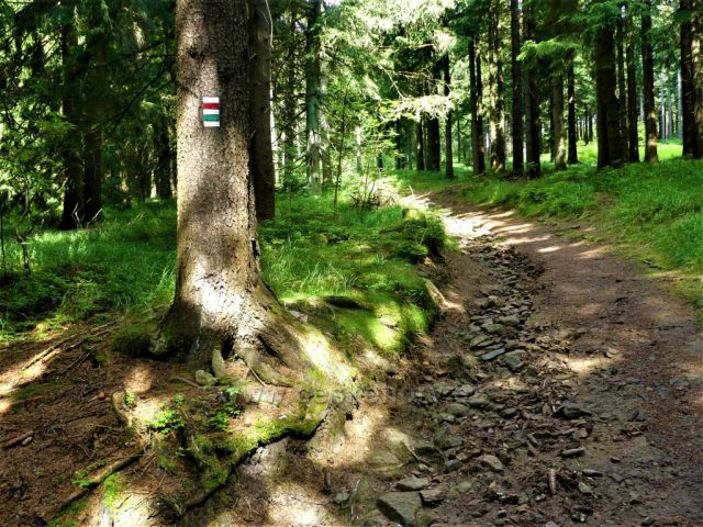 Cesta k vrcholu Suchého vrchu