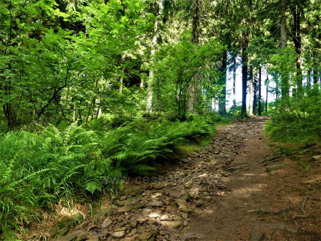 Cesta k vrcholu Suchého vrchu