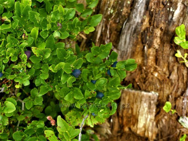 Dozrávající borůvky na úbočí Suchého vrchu