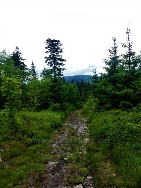 Pohled z úbočí Suchého vrchu k Bukové hoře