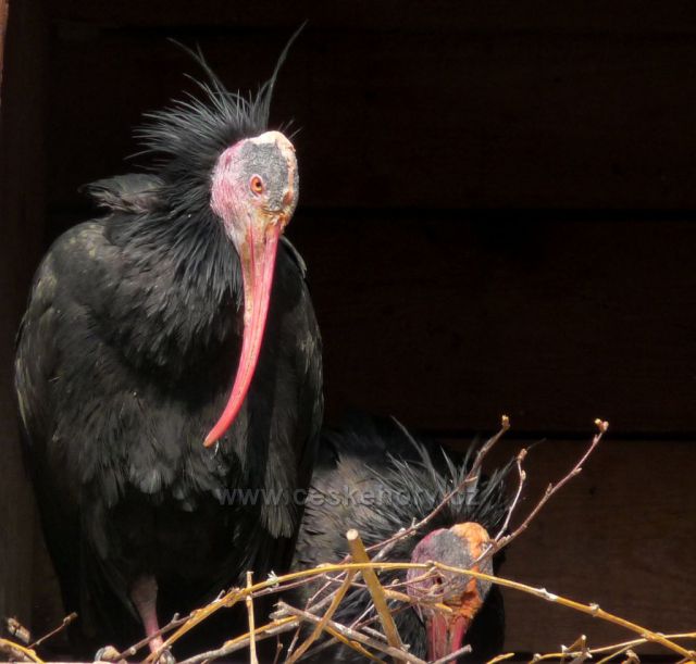 Ibisové skalní staví hnízdo
(Podkrušnohorský Zoopark)