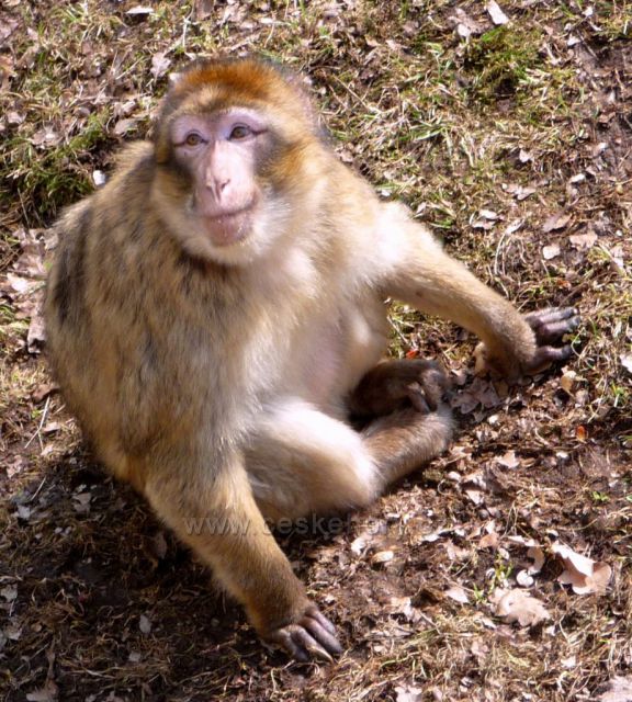Milý opičí pohled
(Podkrušnohorský Zoopark)