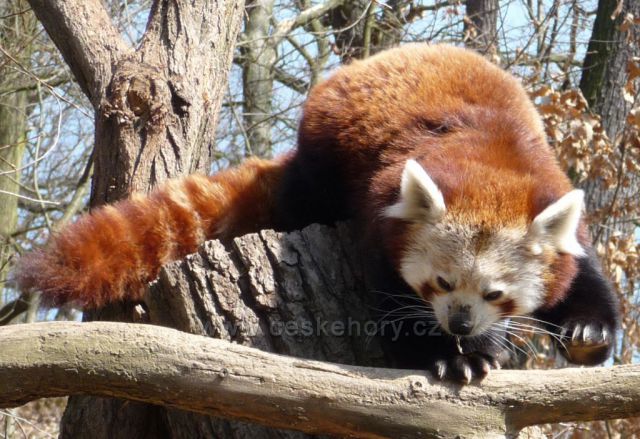Panda červená
(Podkrušnohorský Zoopark)